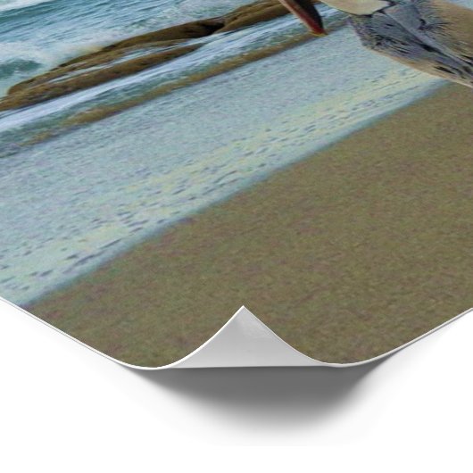 Pelikane am Strand von Jensen in Florida Poster (Ecke)
