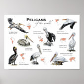 Pelikane auf dem Weltposter Poster (Vorne)