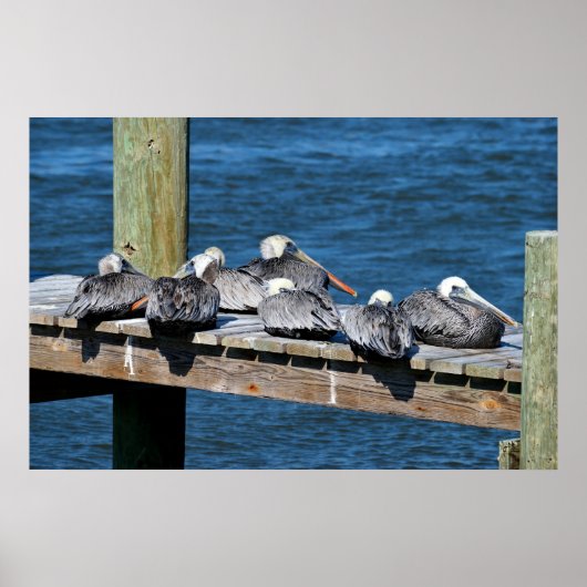 Pelikane auf einem Dock Poster (Vorne)