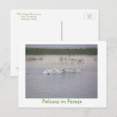 Pelikane auf Parade Postkarte (Vorne/Hinten)
