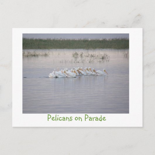 Pelikane auf Parade Postkarte (Vorderseite)
