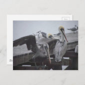 Pelikane auf Pier Postkarte (Vorne/Hinten)