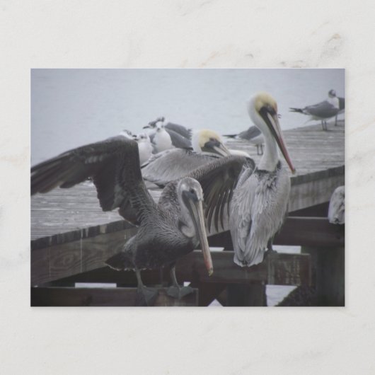 Pelikane auf Pier Postkarte (Vorderseite)