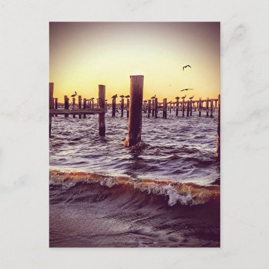 Pelikane bei Sonnenuntergang über der Bucht Postkarte (Vorderseite)