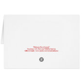 Pelikane bei Sunset Blank Foto Grußkarte (Rückseite Horizontal)