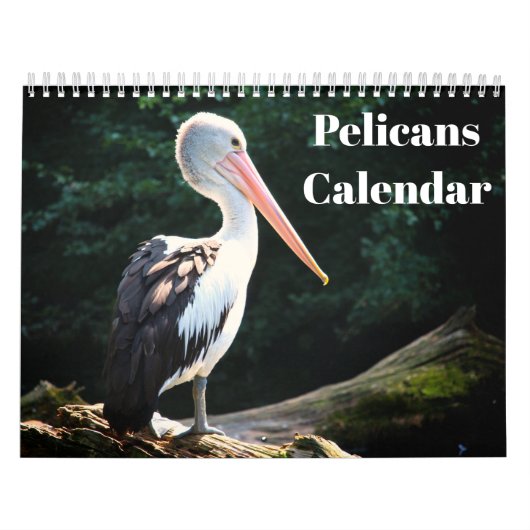 Pelikane Bird 2022 Kalender (Titelbild)
