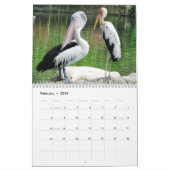 Pelikane Bird 2025 Kalender (Feb 2026)