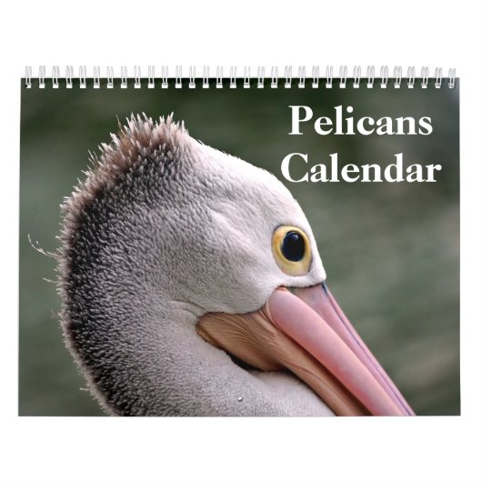 Pelikane Bird 2025 Kalender (Titelbild)