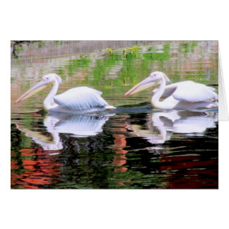 Pelikane, die in einem See schwimmen