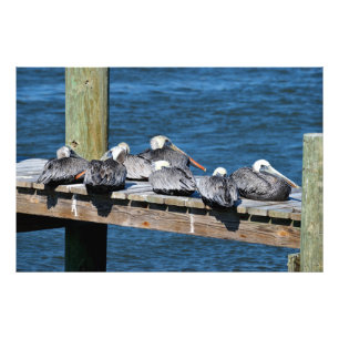 Pelikane, die sich auf dem Dock ausruhen Fotodruck