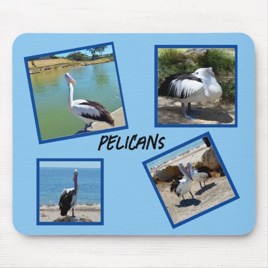 Pelikane, die weltweit Coolsten Vogel-Vier-Fotorah Mousepad (Vorne)