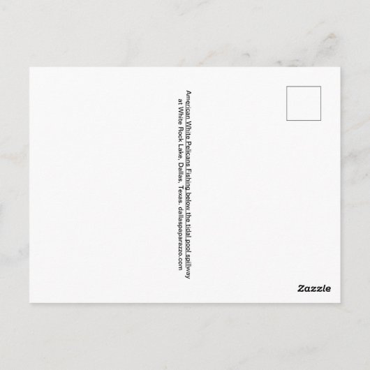 Pelikane Fischerei unter der Oberfläche Postkarte (Rückseite)