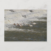 Pelikane Fischerei unter der Oberfläche Postkarte (Vorderseite)