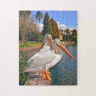 Pelikane Floridas. Puzzle