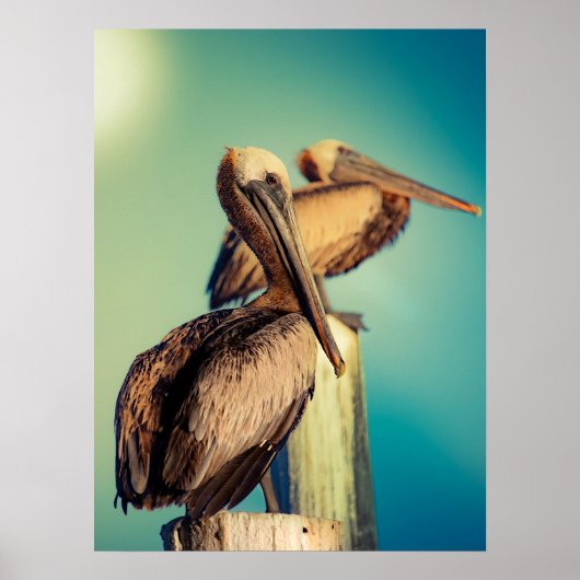 Pelikane in der Morgendämmerung Poster (Vorne)