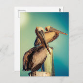 Pelikane in der Morgendämmerung Postkarte (Vorne/Hinten)