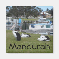 Pelikane in Mandurah