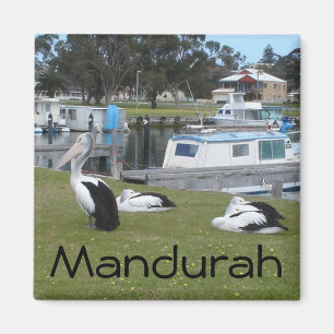 Pelikane in Mandurah Magnet
