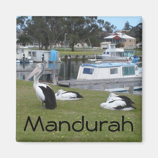 Pelikane in Mandurah Magnet (Vorne)