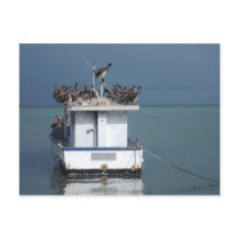 Pelikane in Wharf, San Fernando, Trinidad