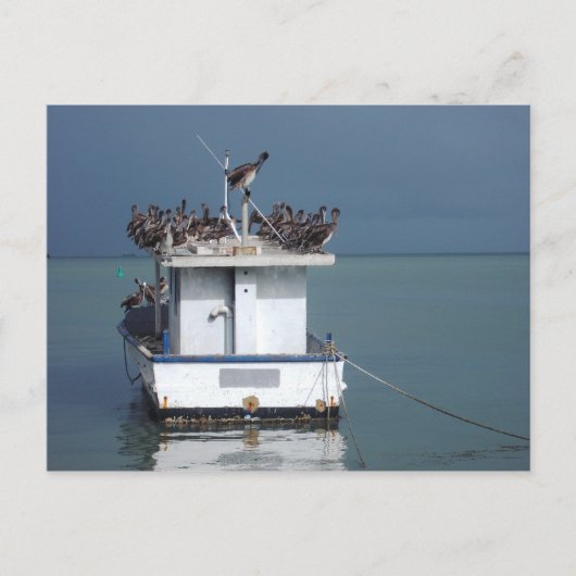 Pelikane in Wharf, San Fernando, Trinidad Postkarte (Vorderseite)