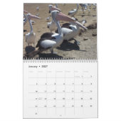 Pelikane Kalender (Jan 2027)