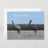 Pelikane (mit anpassbarem Text) Postkarte (Vorne/Hinten)