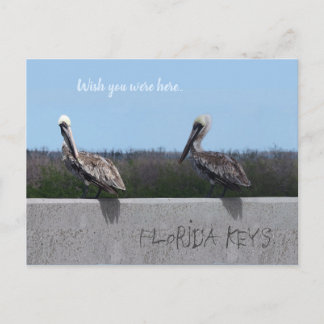 Pelikane (mit anpassbarem Text) Postkarte
