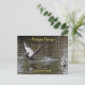 Pelikane mit Florida Postkarte (Stehend Vorderseite)