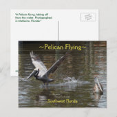 Pelikane mit Florida Postkarte (Vorne/Hinten)