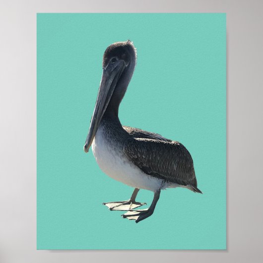 Pelikane Poster (Vorne)