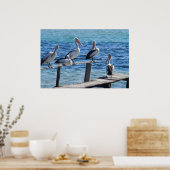 Pelikane Poster (Küche)