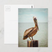 Pelikane Postkarte (Vorne/Hinten)