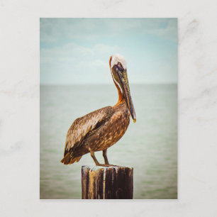 Pelikane Postkarte