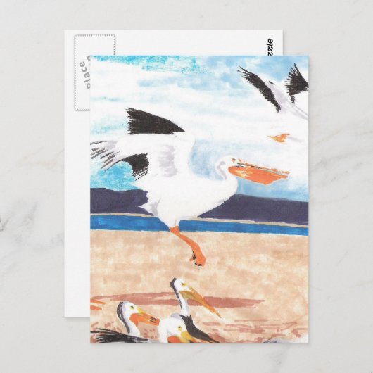 Pelikane Postkarte (Vorne/Hinten)