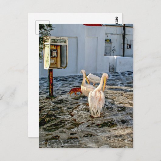 Pelikane Postkarte (Vorne/Hinten)