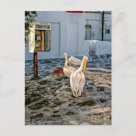 Pelikane Postkarte (Vorderseite)