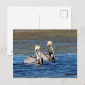 Pelikane Postkarte (Vorne/Hinten)