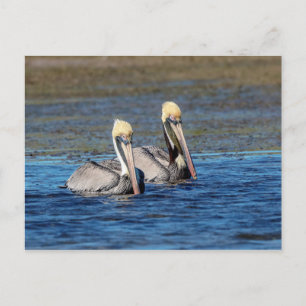 Pelikane Postkarte