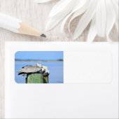 Pelikane ruhen (Insitu)