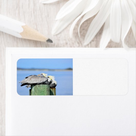 Pelikane ruhen (Insitu)