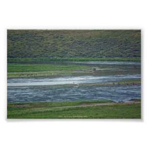 Pelikane treten den Gänsen bei Fotodruck