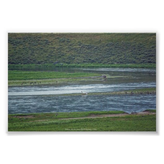 Pelikane treten den Gänsen bei Fotodruck (Vorne)