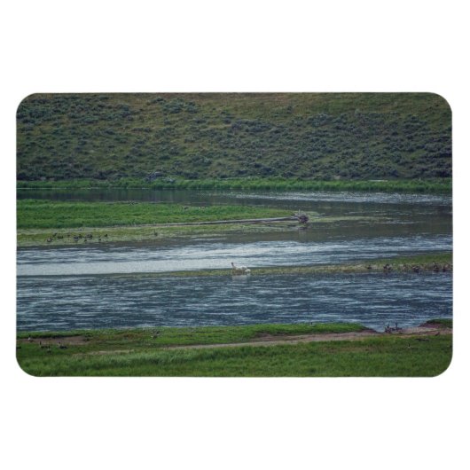 Pelikane treten den Gänsen bei Magnet (Horizontal)
