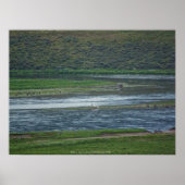 Pelikane treten den Gänsen bei Poster (Vorne)