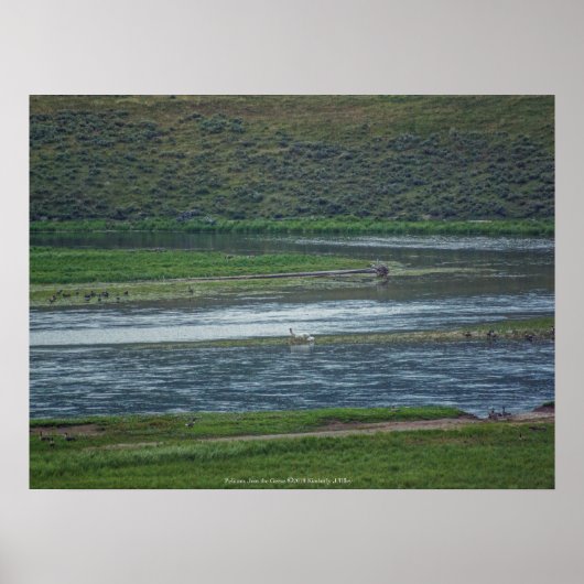 Pelikane treten den Gänsen bei Poster (Vorne)