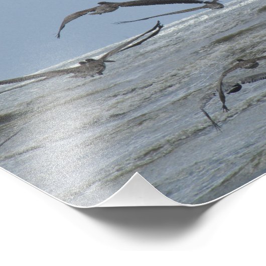 Pelikane über Foto (Ecke)