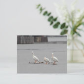 Pelikane und auch eine Möwe Postkarte (Stehend Vorderseite)