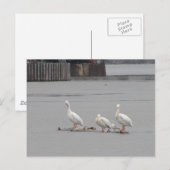 Pelikane und auch eine Möwe Postkarte (Vorne/Hinten)