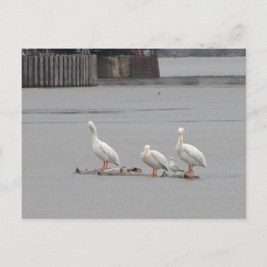 Pelikane und auch eine Möwe Postkarte (Vorderseite)
